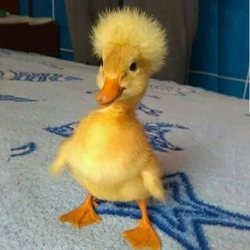 dickiLOGO