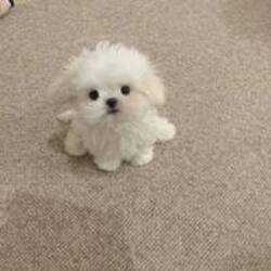 bichoLOGO