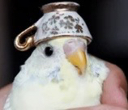 birbLOGO